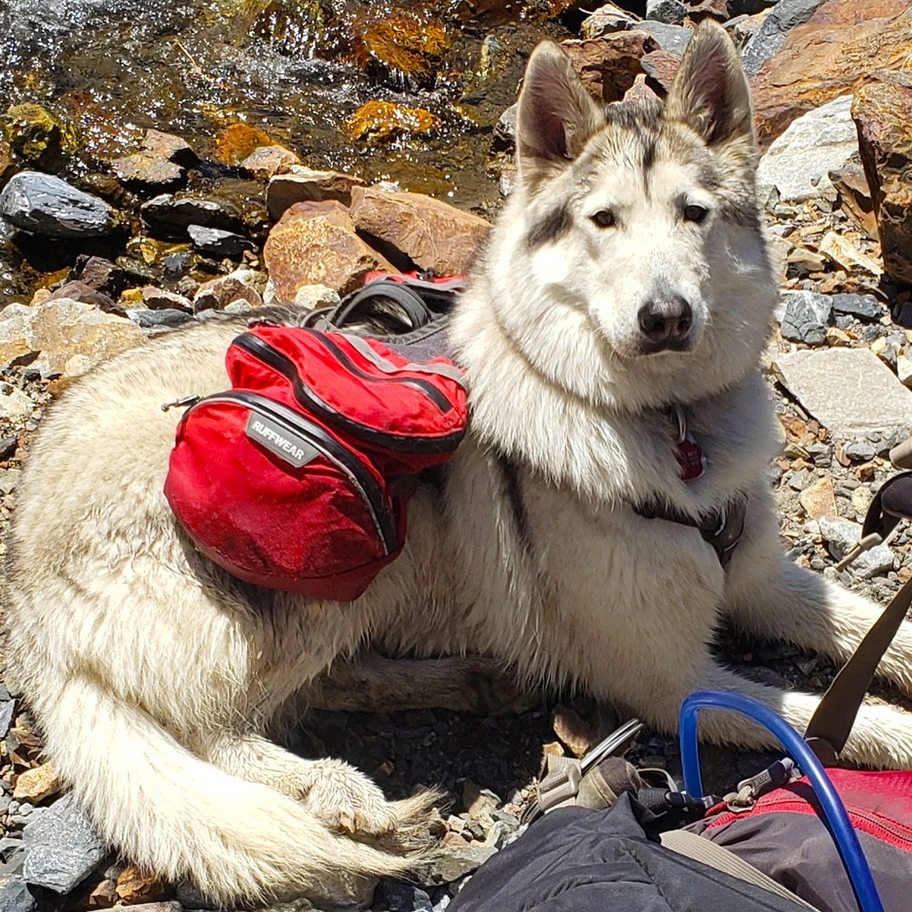 RuffWear Approach 13L Pack, 5-pt harness + collapsable bowl Used GREAT CONDITION